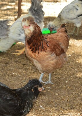 Wheaten hen.jpg