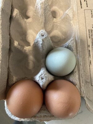 39F35048-BECA-43F4-BE34-B7B883881F06.jpeg