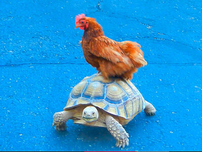 chicken-rides-tortoise.jpg
