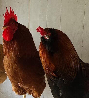 20201208_204051.jpg