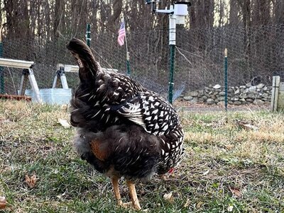 2021.01.13 01 chickies 01 maleficent bare butt molt cropped.jpg