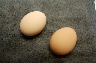 Both eggs.jpg