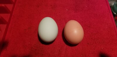 Eggs 01-18-21.jpg