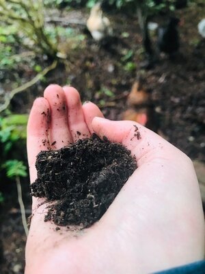 Chicken Manure.jpg