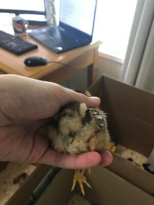 ChickButt.jpg