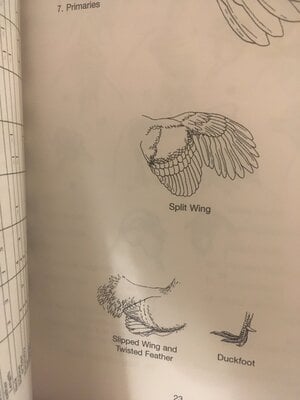 AAB00C9B-D6A1-4E08-B446-963AB23B9DBF.jpeg