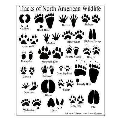 animal-tracks-north-america.jpg