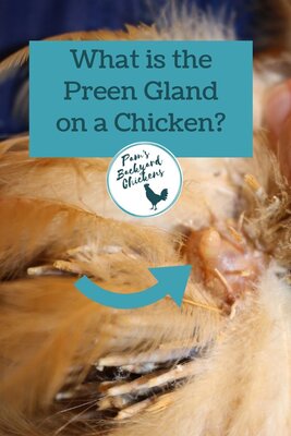 What+is+the+Preen+Gland+on+a+Chicken_.jpg