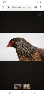 Screenshot_20210122-085815_Chrome.jpg