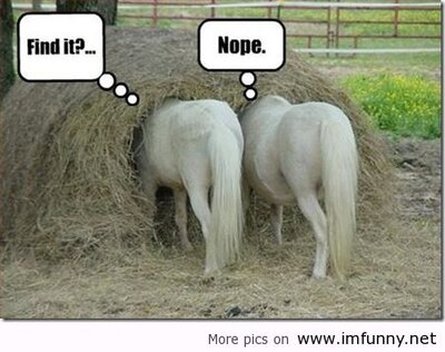 Funny-horses-search-for..what_.jpg