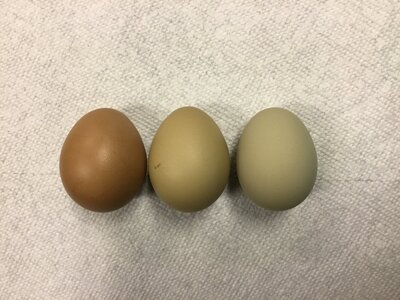 35265348-E054-410E-9CE8-F0A5F47B59C6.jpeg