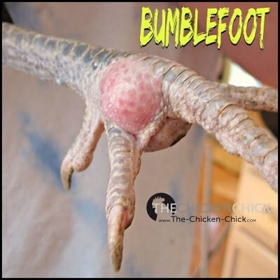 Science and treatment for bumblefoot (footpad dermatitis)