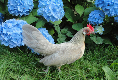 21_ChickenWithHydrangea.jpg