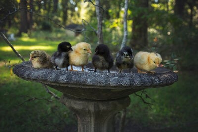 1 baby chicks1.jpg