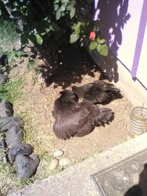 IMG_20190505_120110.jpg