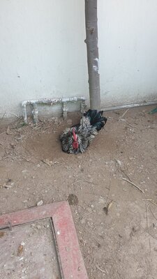 2473995-d572416e00d0dd7a14b92ced23ed36a4.jpg