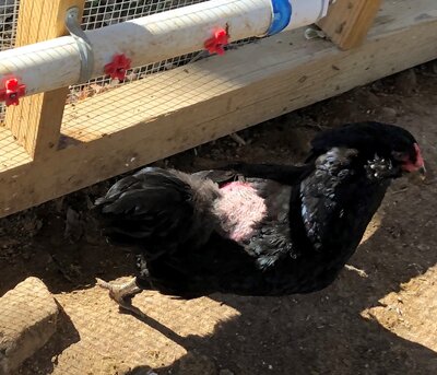 missing feathers.jpg