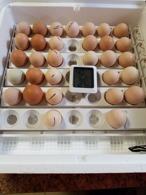 more eggs.jpg