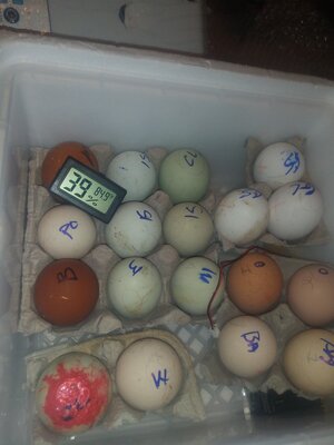 20210115_HatchDay1.jpg