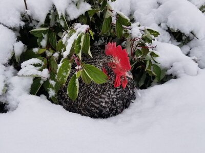 12-Wickedchicken6.jpg