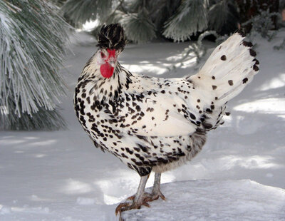 12_december_cropped.jpg