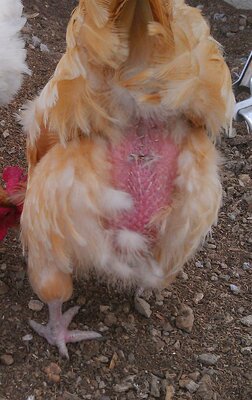 BY Molting Goldies Butt with sprouts close up.jpg