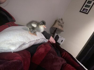 Hatching ducks