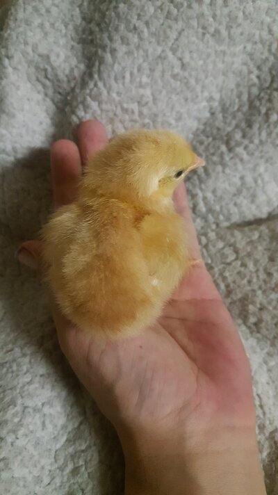 SpeckSussex.jpg