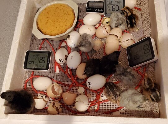 lockdown eggStability.jpg