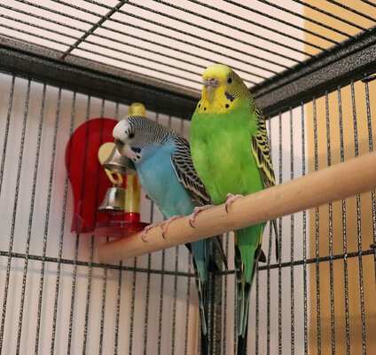 Jet and Jewel 1.jpg
