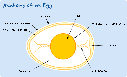 Chook Egg Details.gif