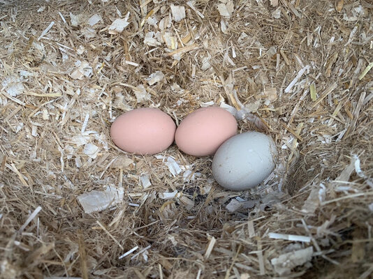 3eggs.jpg