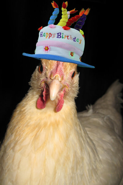 birthday chicken 4x6.jpg