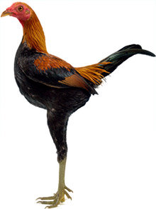 Modern-Game-Cut-Out.jpg
