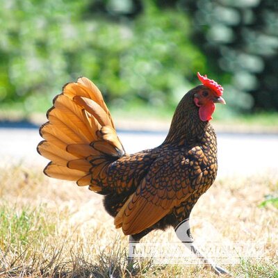 McMurrayHatchery-Golden-Sebright-Bantam-Rooster.jpg
