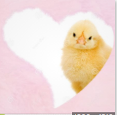 chig.PNG