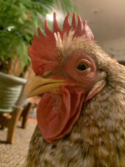 310C3588-9A3D-44A5-97CE-4A989BA90E51.jpeg