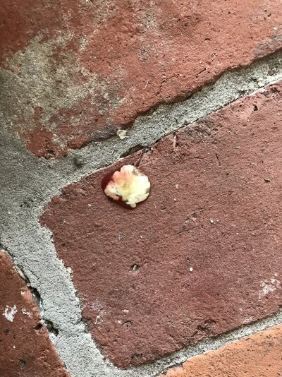 0A7C6422-5BAD-443D-8026-F475EDFEB57E.jpeg
