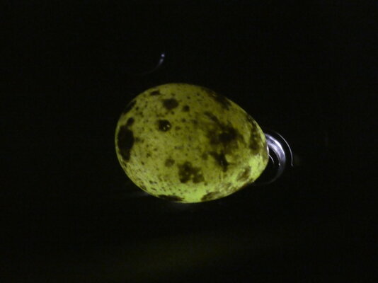 Reg Egg 1.JPG Reg Egg 1.JPG