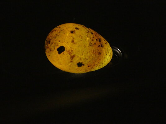 Reg Egg 2.JPG Reg Egg 2.JPG