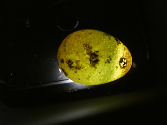 Reg Egg 6.JPG Reg Egg 6.JPG