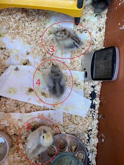 silkie2.jpg