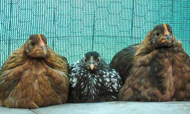 bantam sandwich2 (3 of 1).jpg