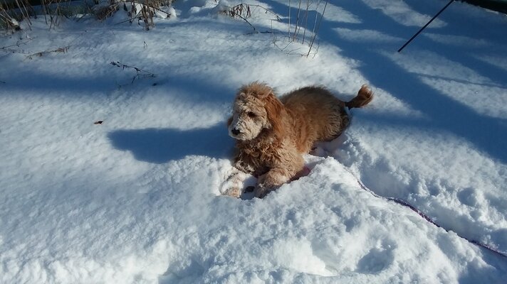 Winnie snow fun.jpg