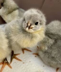 Lavender Orpington chicks.jpg