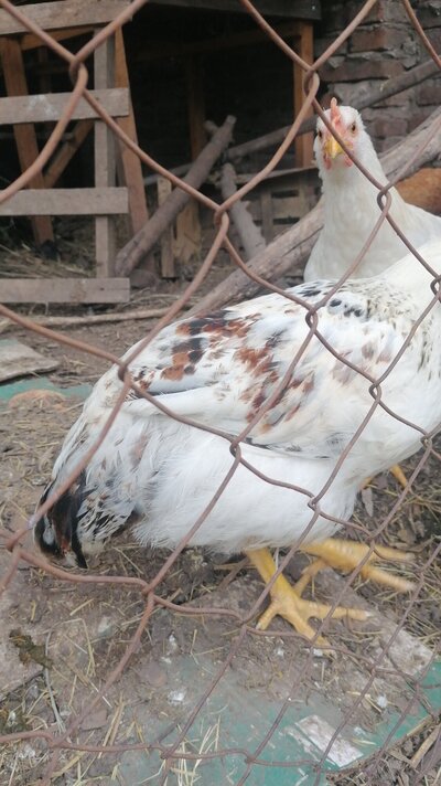 IMG-20210208-WA0043.jpeg