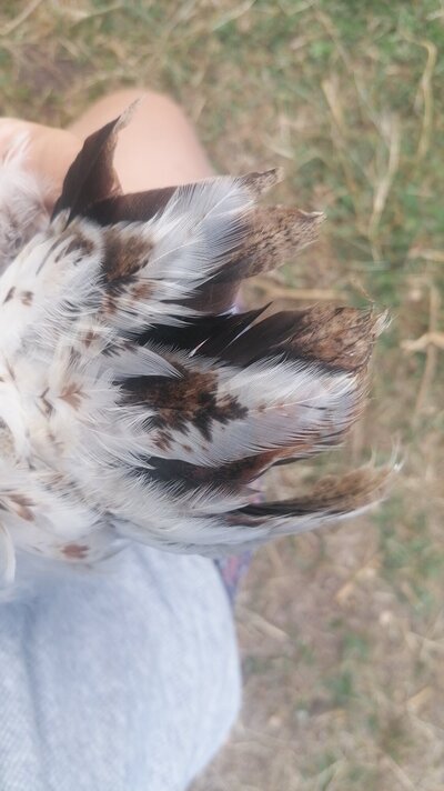 IMG-20210126-WA0051.jpeg