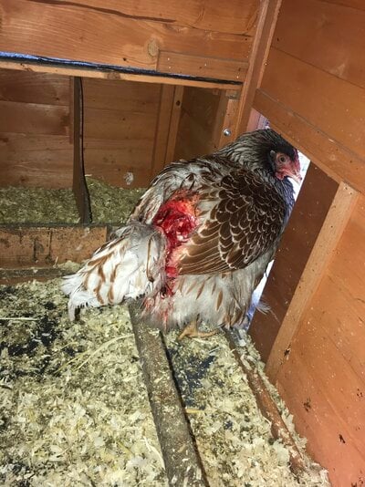 Please help my molting chicken