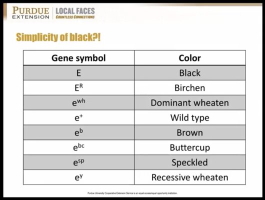 Black Genetic Dominance Chart Chicken.jpg