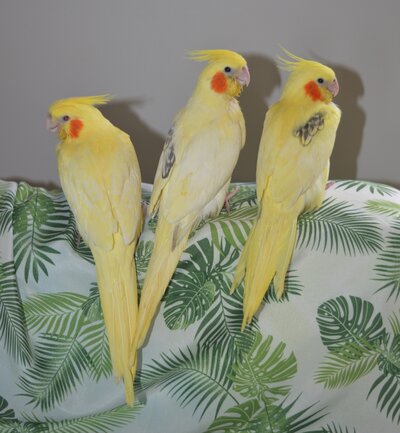 3 yellows.jpg